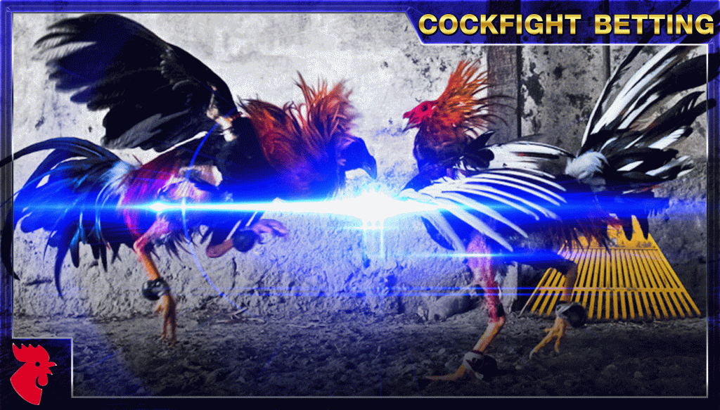 Cock Fight ไก่ชนออนไลน์ UFABET